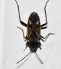 Rhyparochromus vulgaris